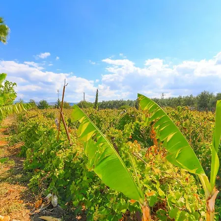 The Vines Латхи